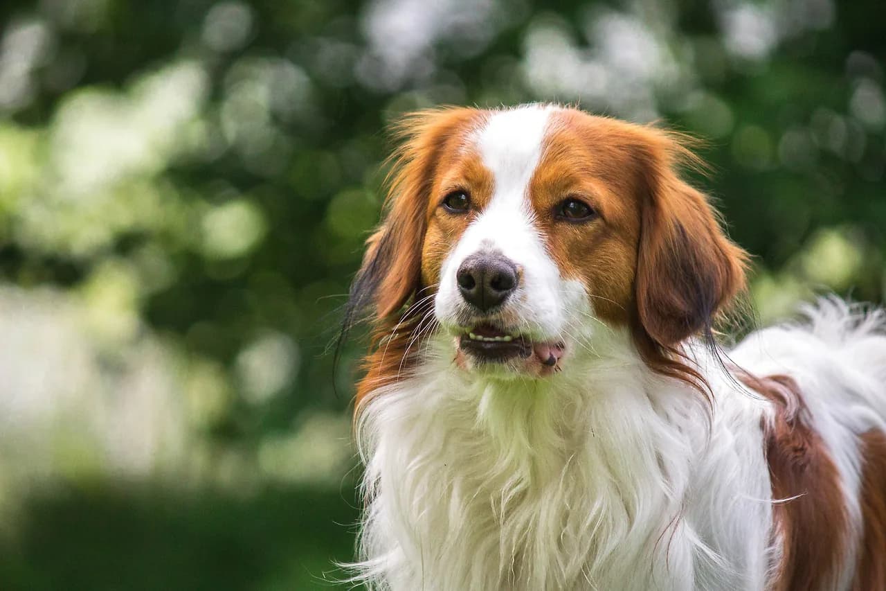 Kooikerhondje