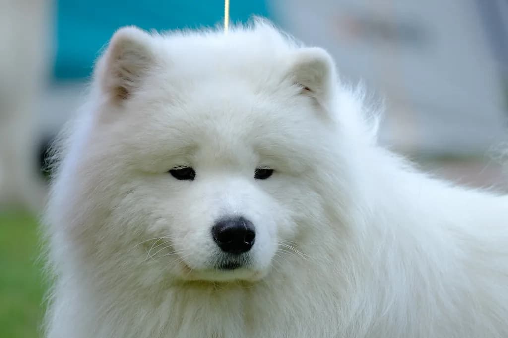 Samoyed