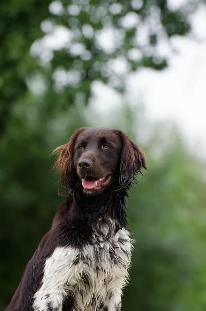 English Setter