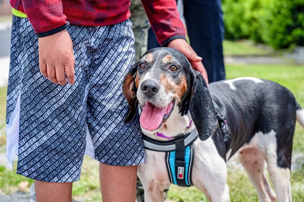 Treeing Walker Coonhound