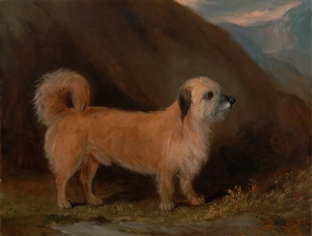 Dandie Dinmont Terrier