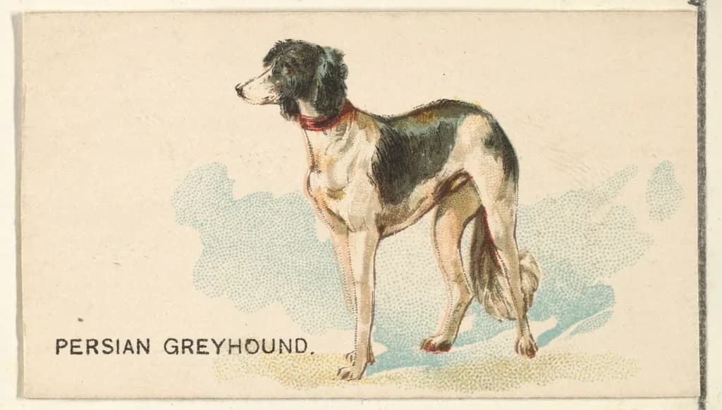 Greyhound
