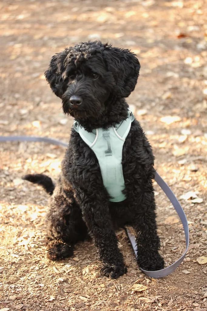 Schnoodle