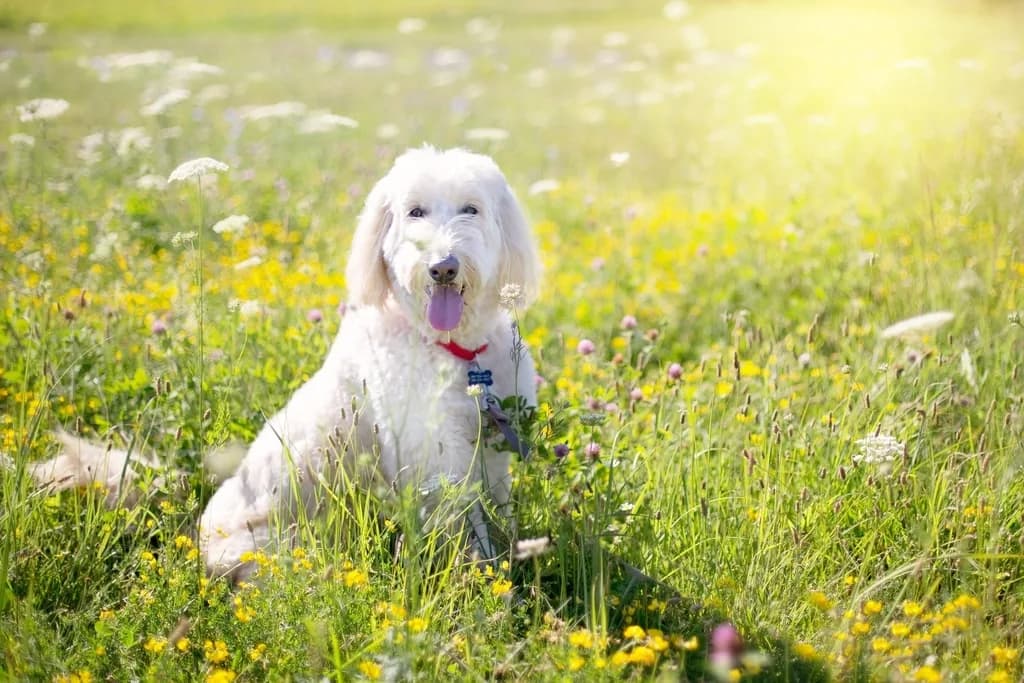Goldendoodle