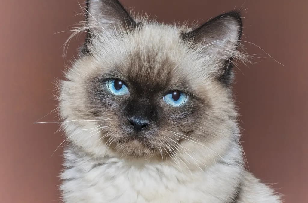 Ragdoll