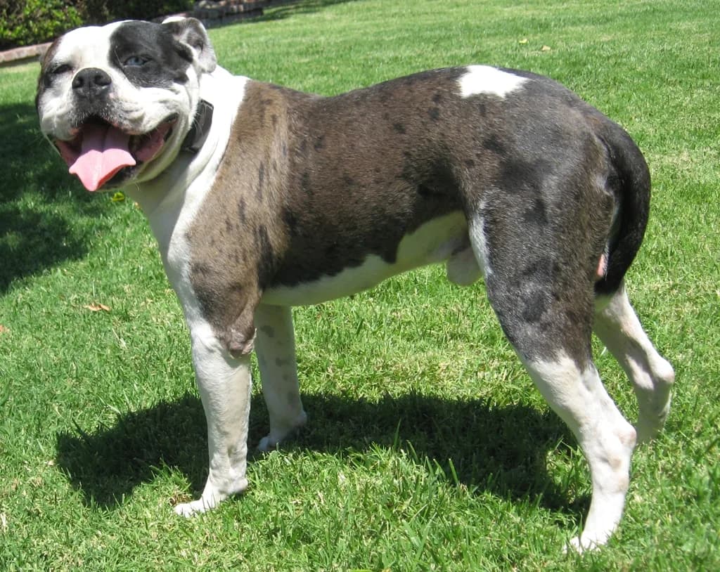 Alapaha Blue Blood Bulldog