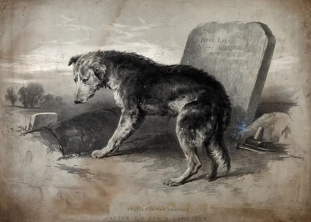 Landseer