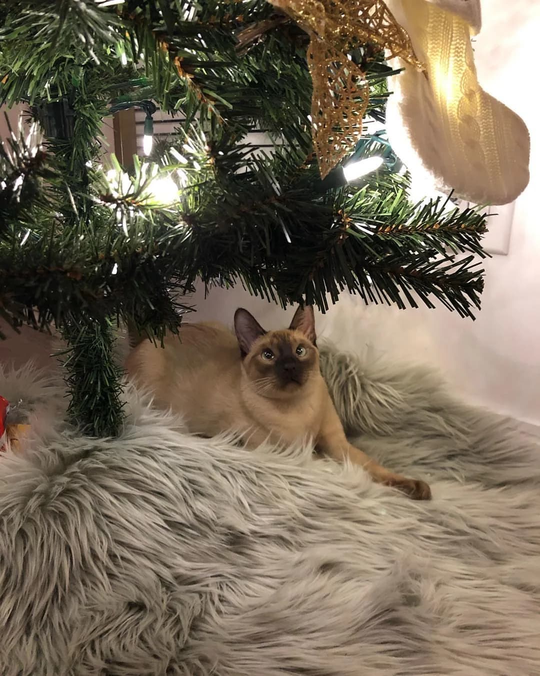 Tonkinese