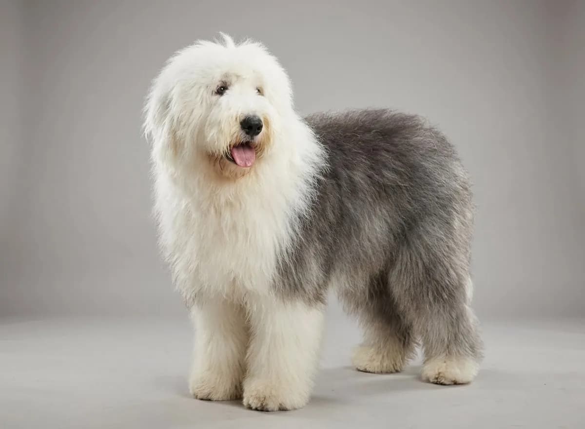 Old English Sheepdog