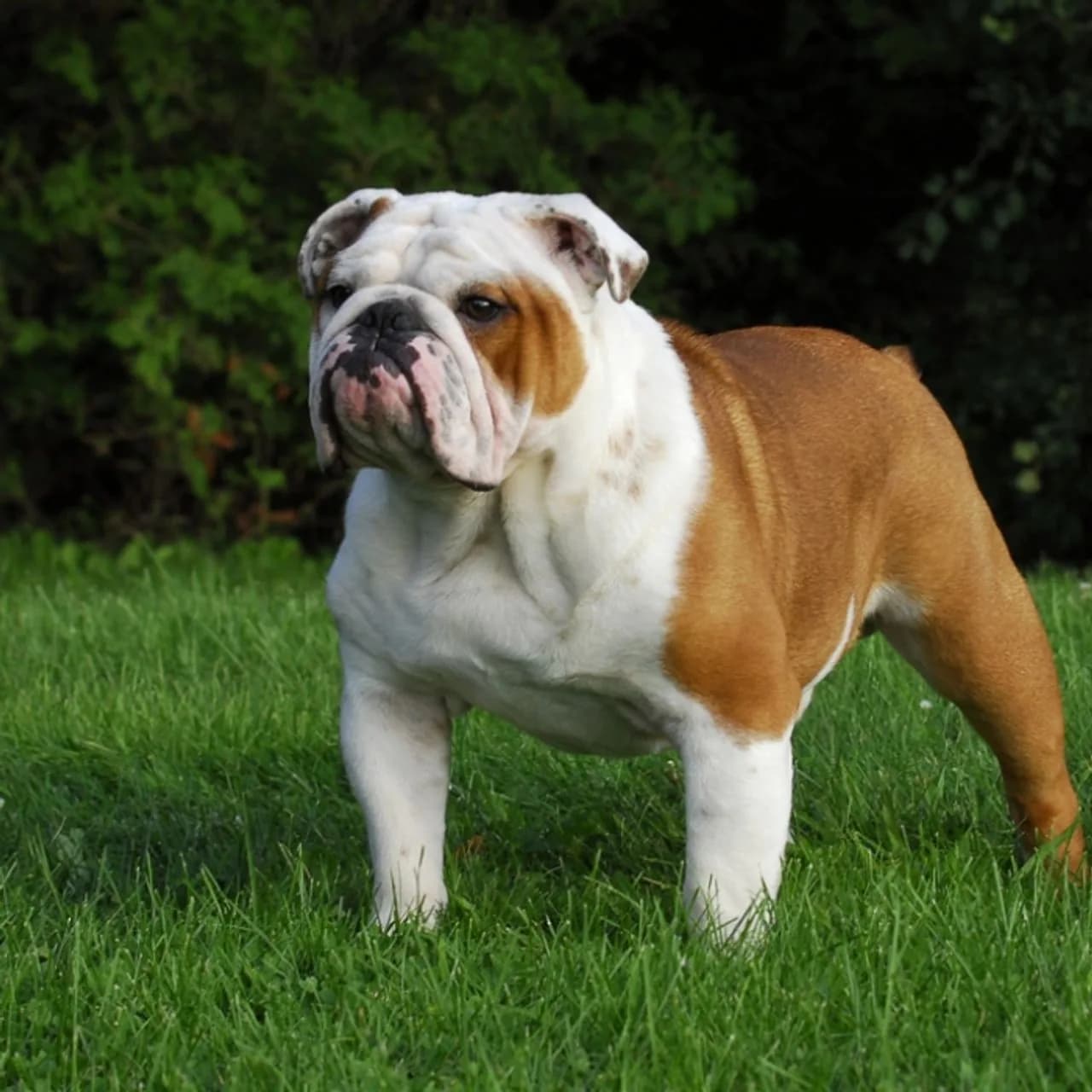 Bulldog