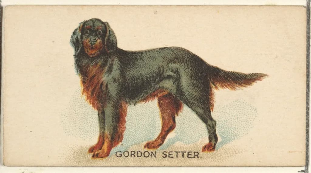 Gordon Setter
