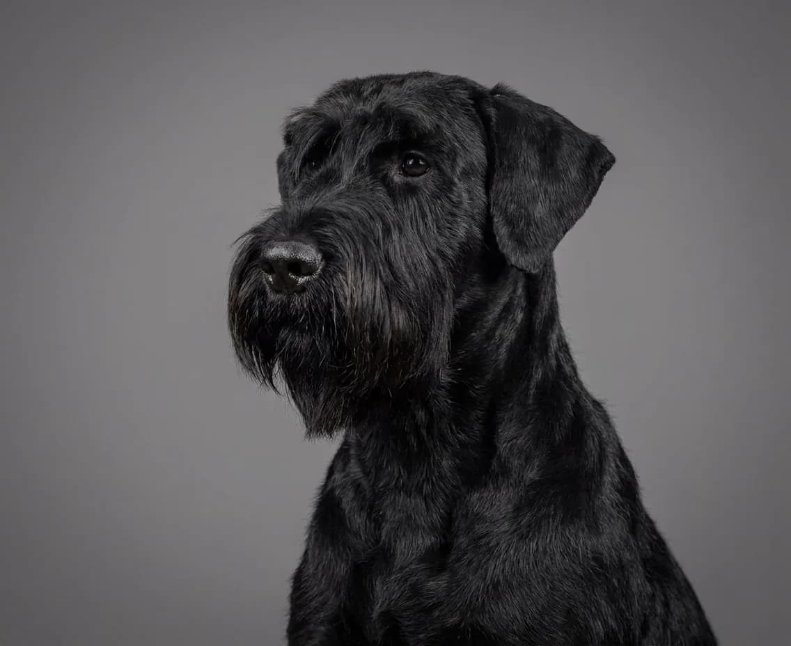 Giant Schnauzer