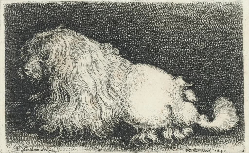 Bolognese