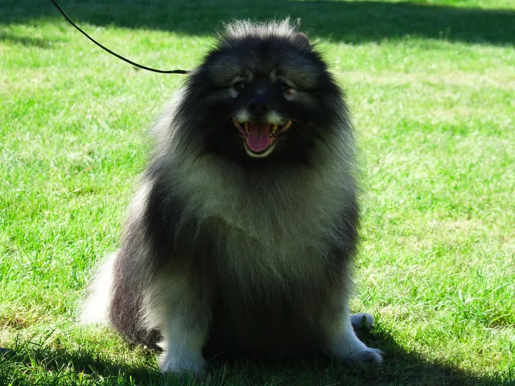 Keeshond