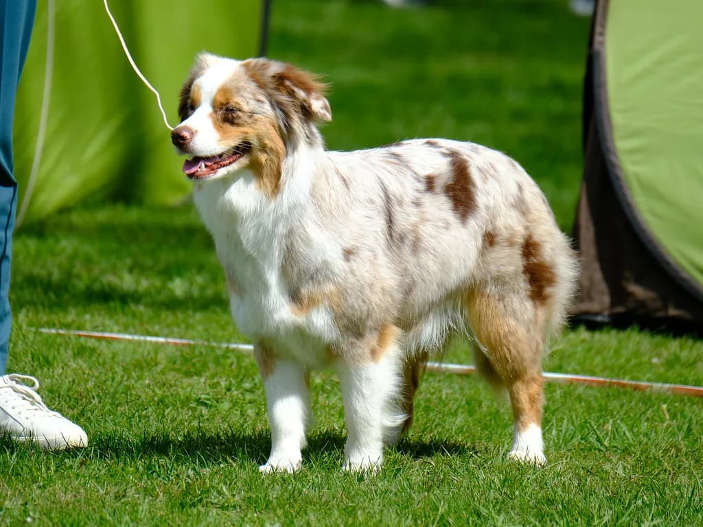 Australian Shepherd