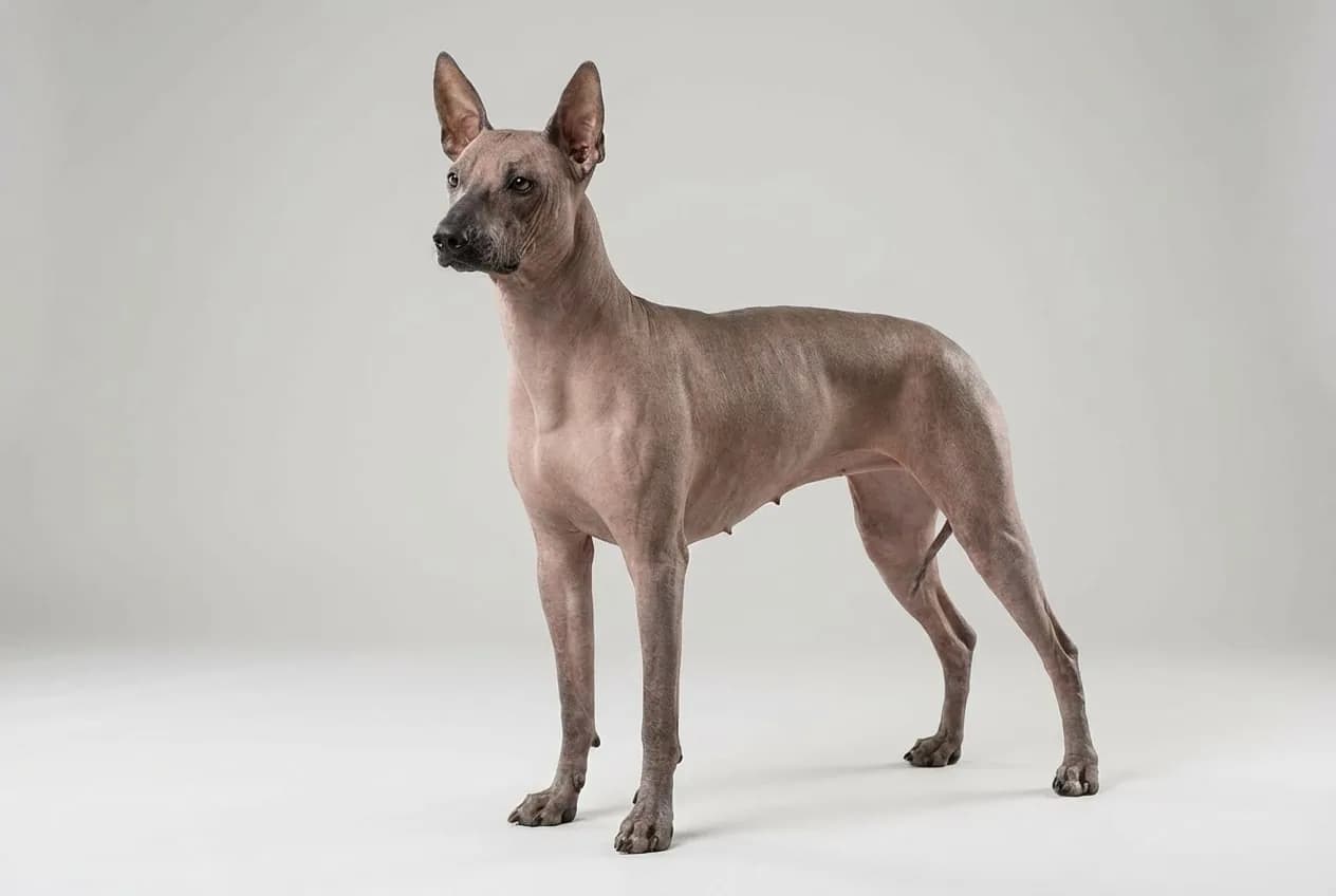 Xoloitzcuintli