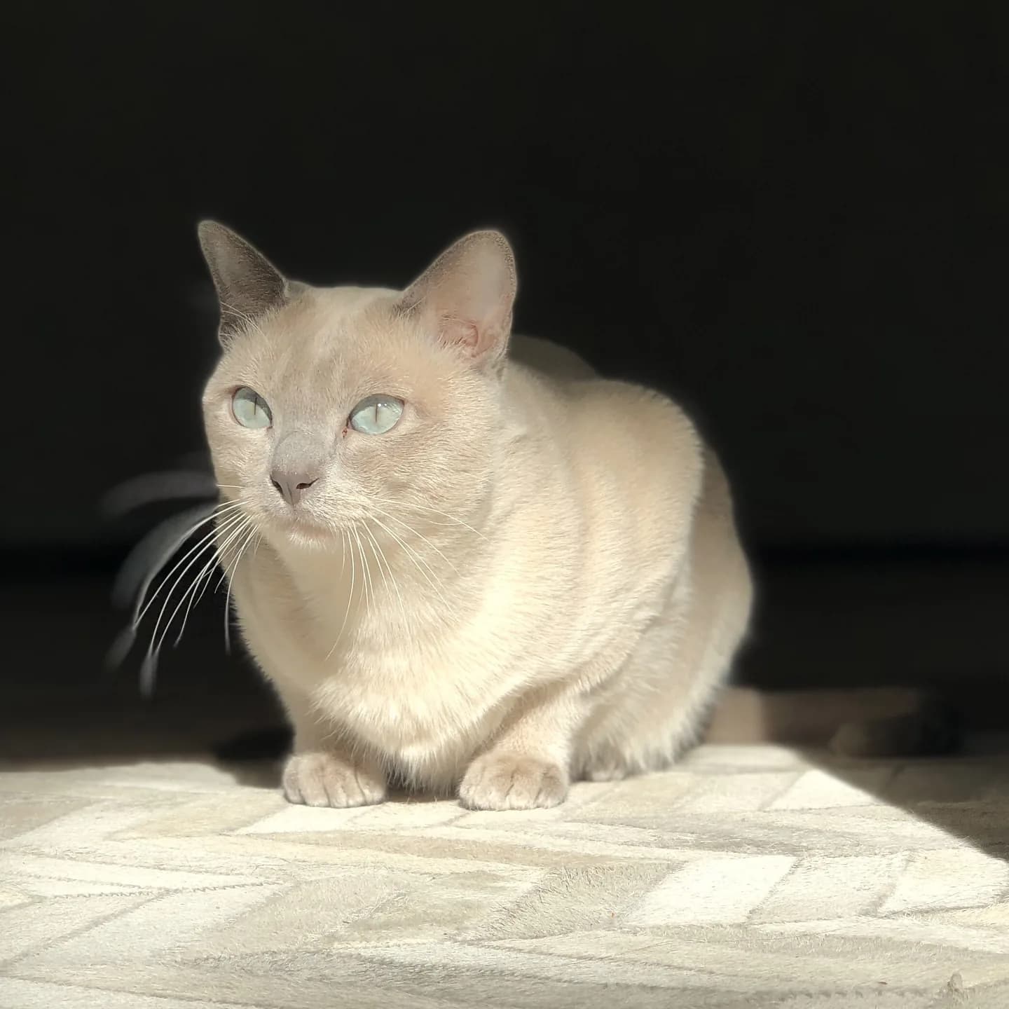 Tonkinese