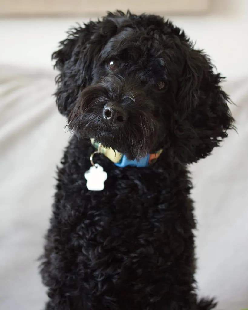 Schnoodle