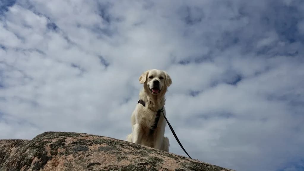Golden Mountain Dog
