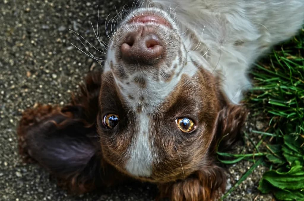 King Charles Spaniel