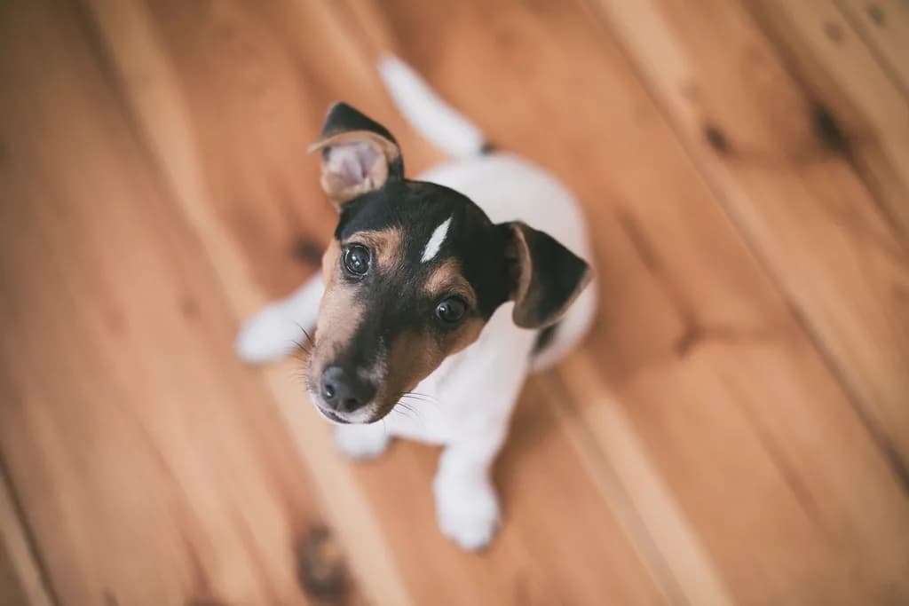 Jack Russell Terrier