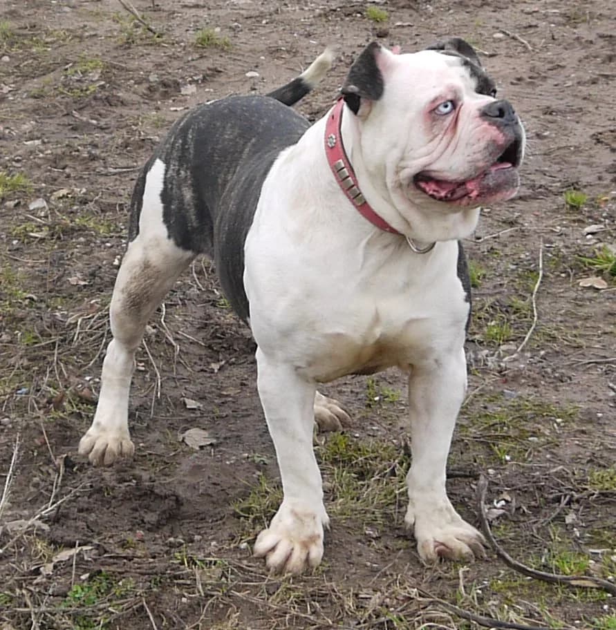 Alapaha Blue Blood Bulldog