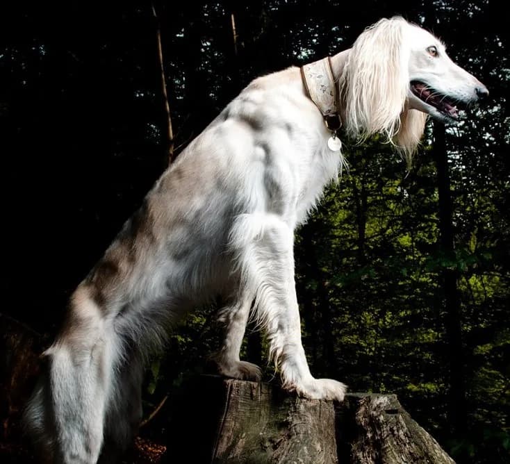 Saluki