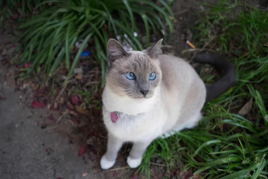 Siamese