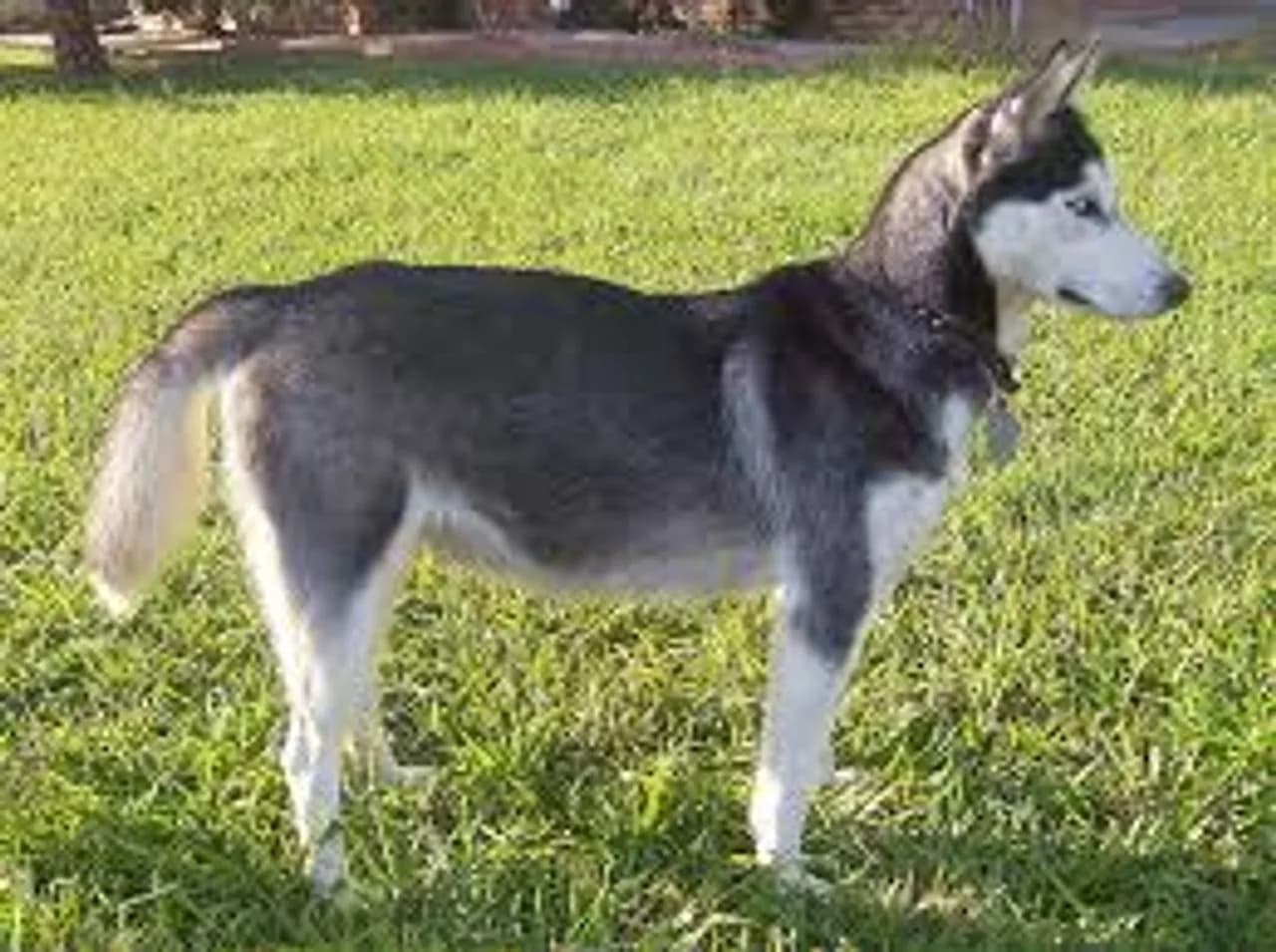 Alaskan Husky