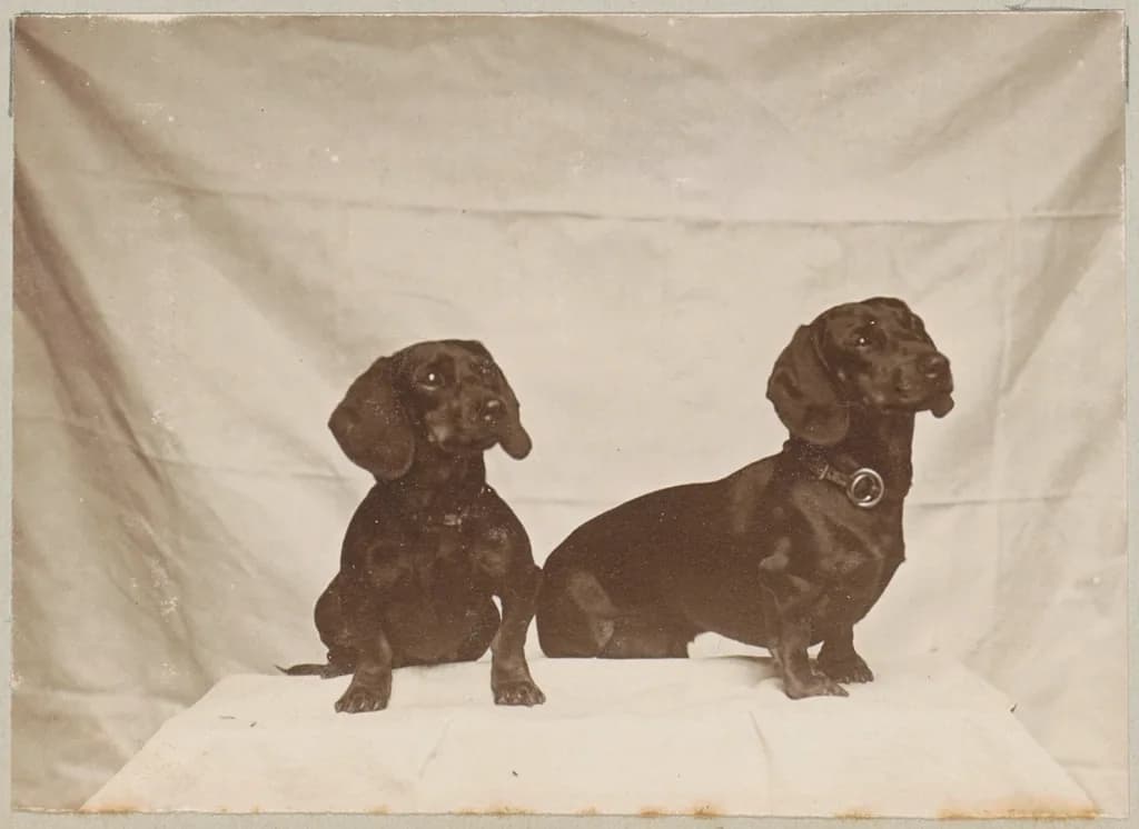 Dachshund