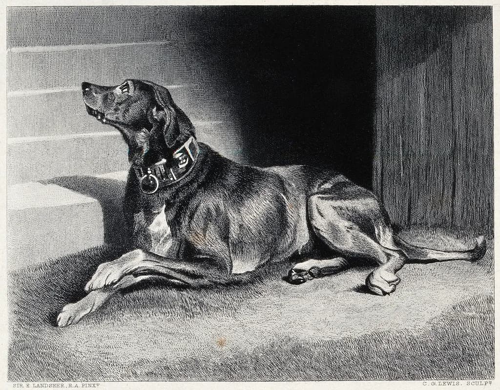 Landseer