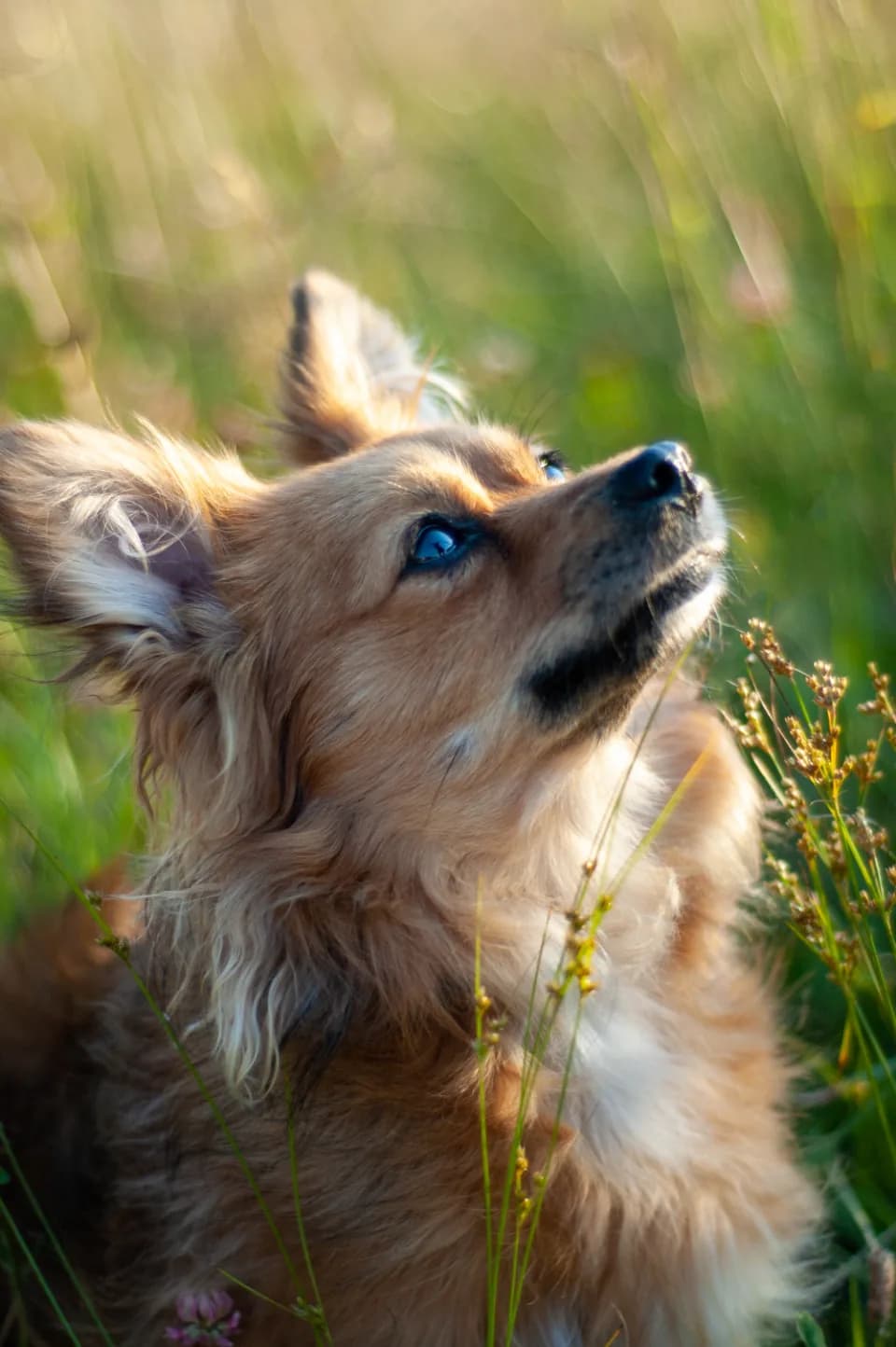 Papillon