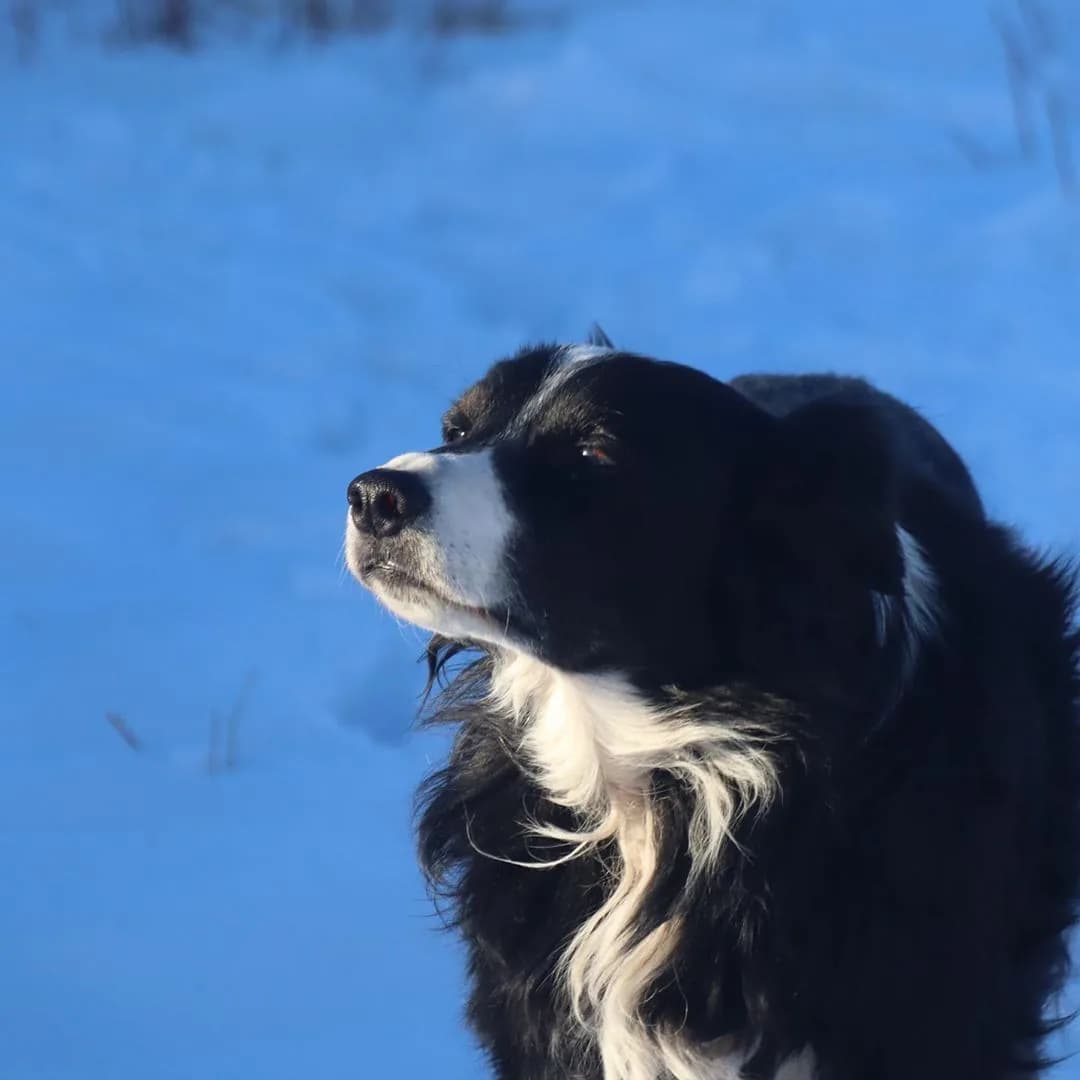 Border Collie