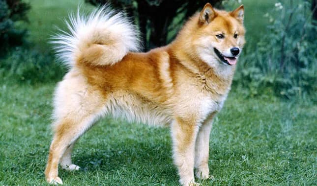 Finnish Spitz