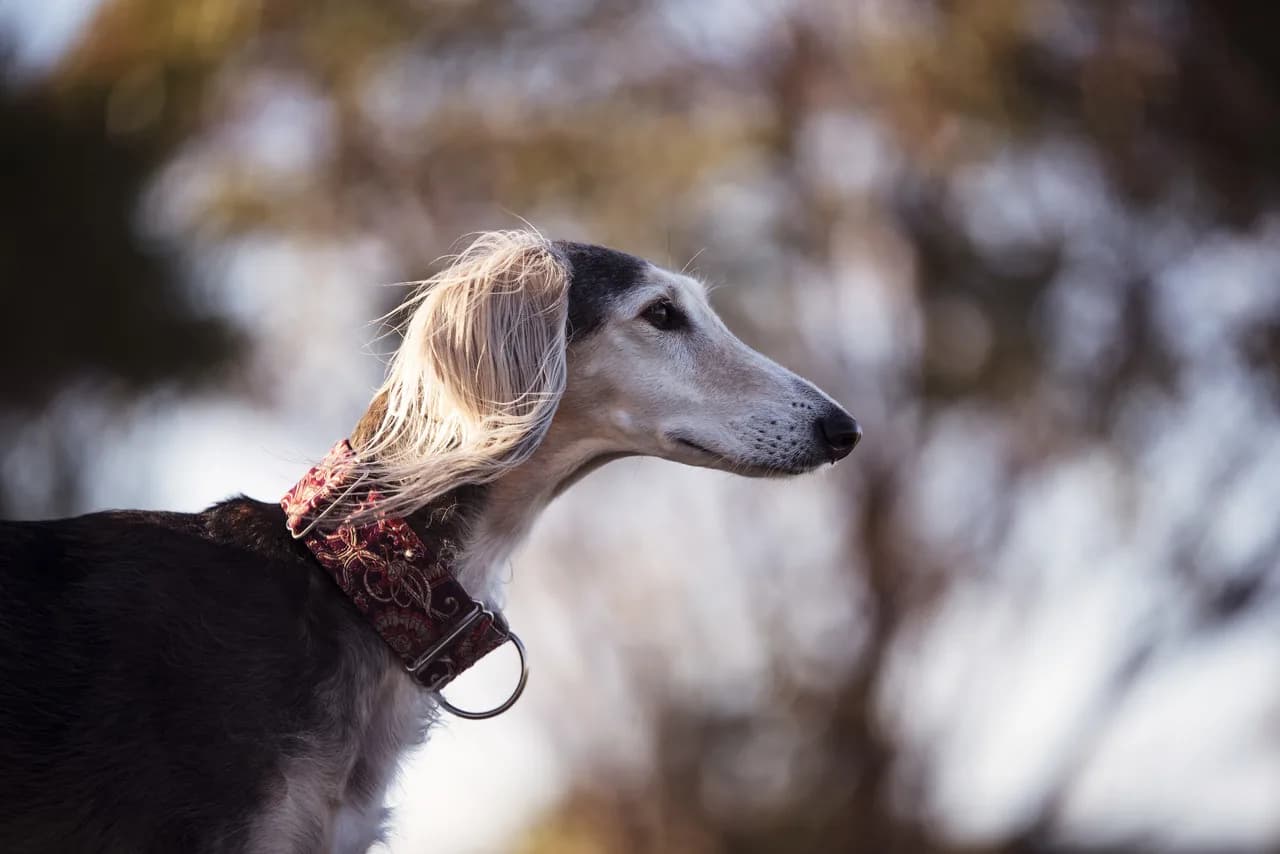 Saluki