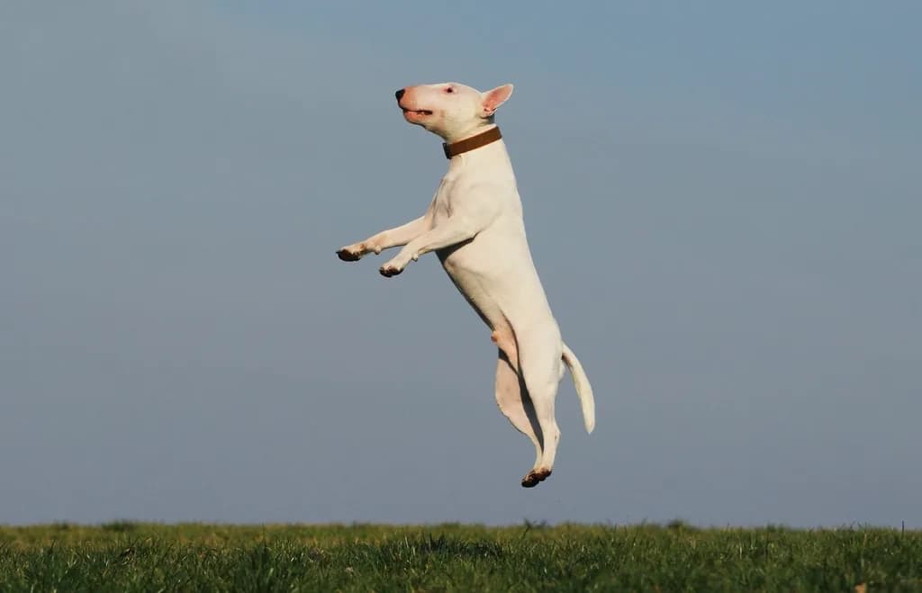 Bull Terrier
