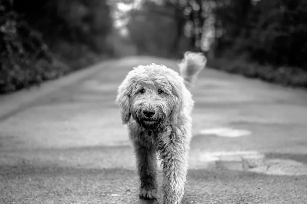 Goldendoodle