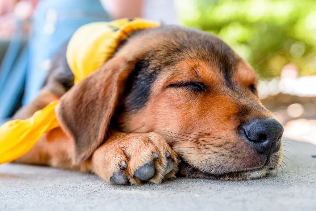 Polish Hound