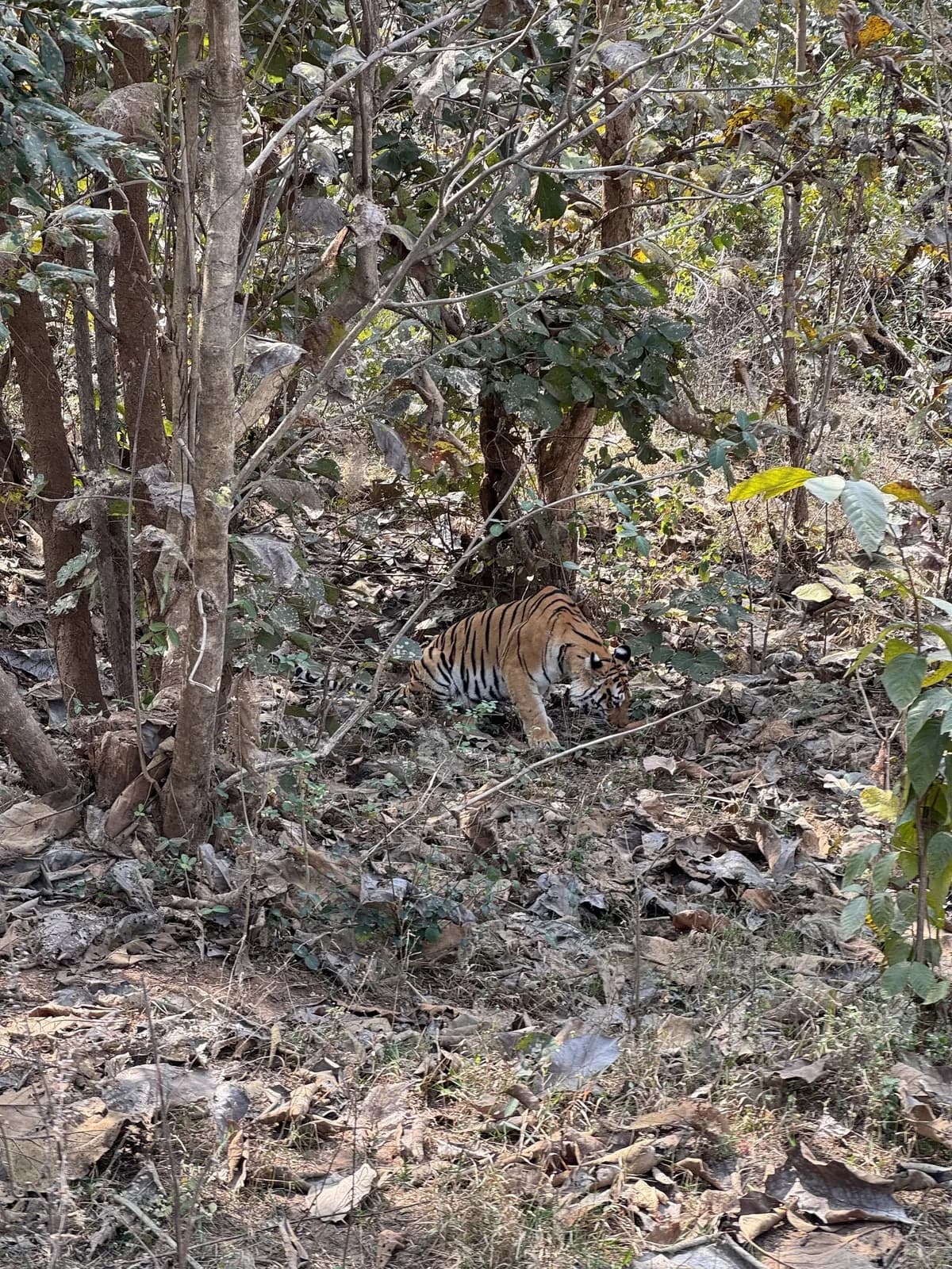 Bengal