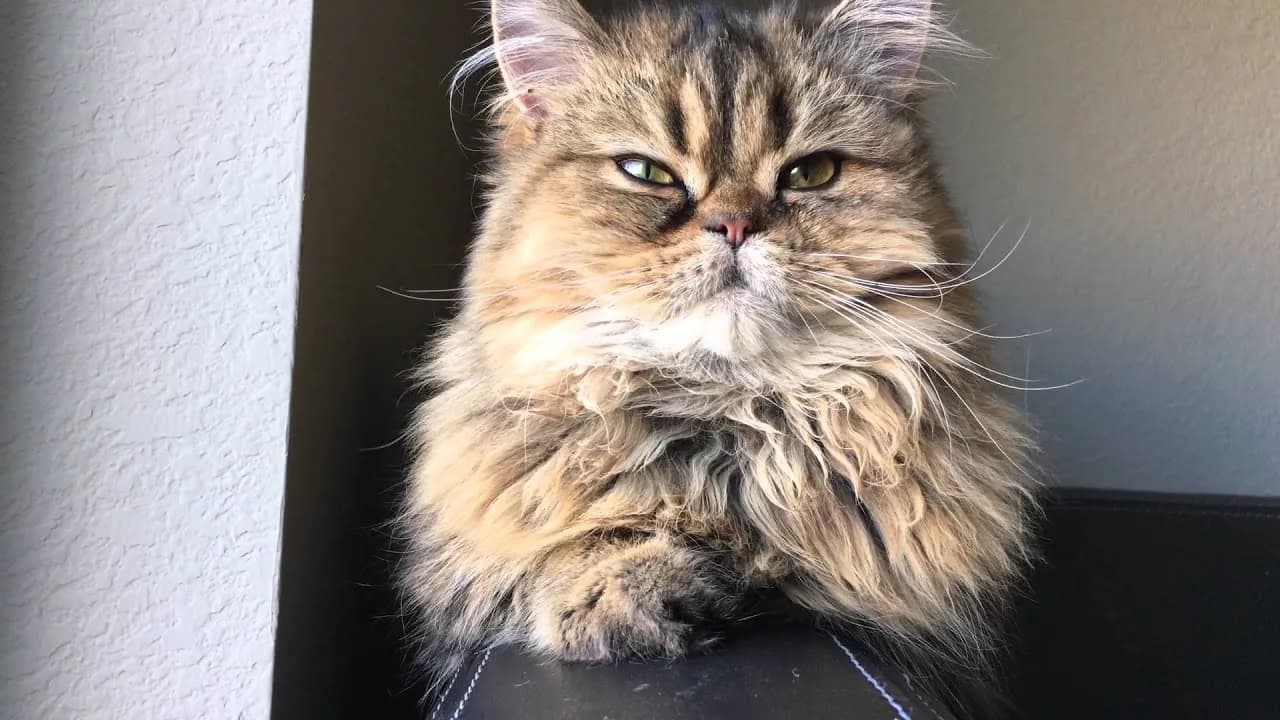 British Longhair