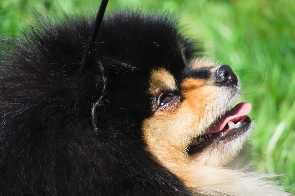 German Spitz