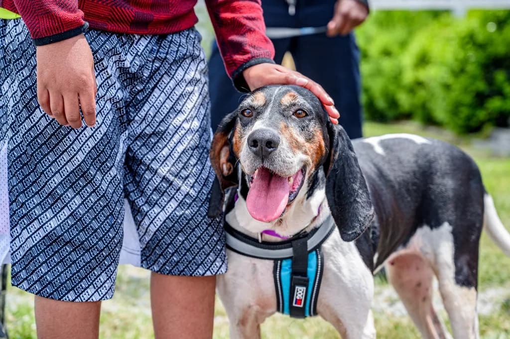 Treeing Walker Coonhound