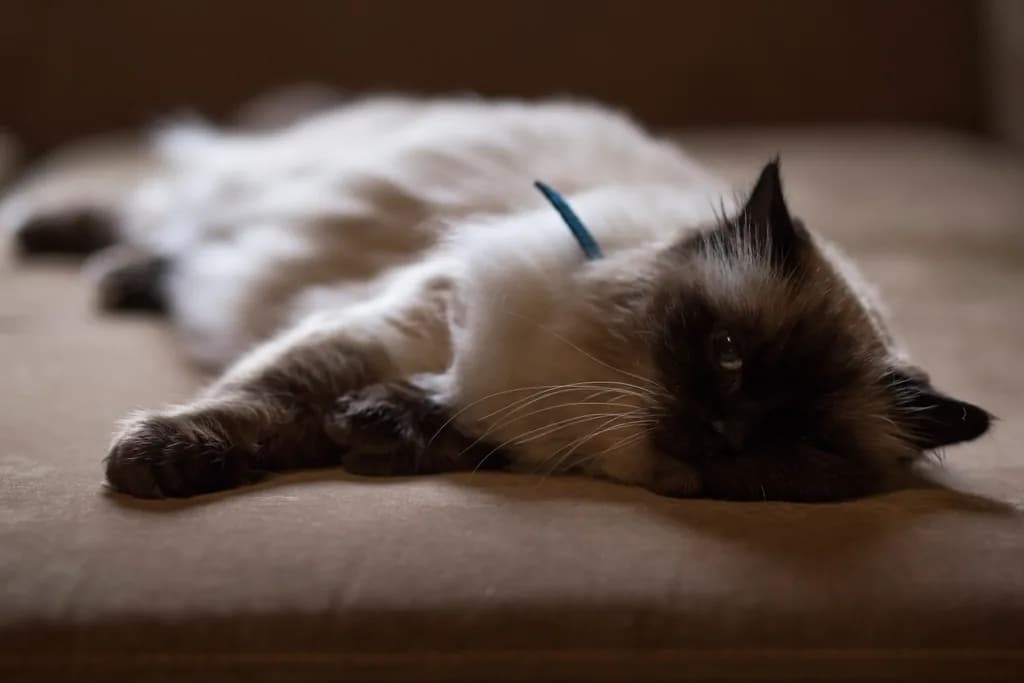 Birman
