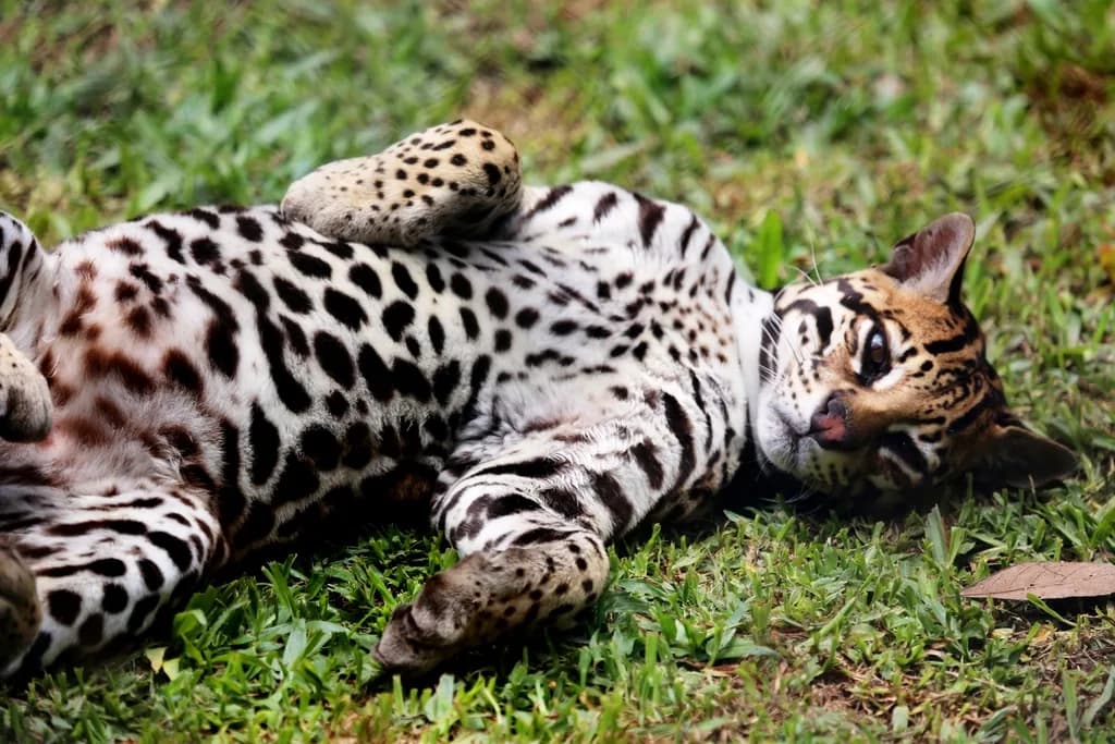 Bengal