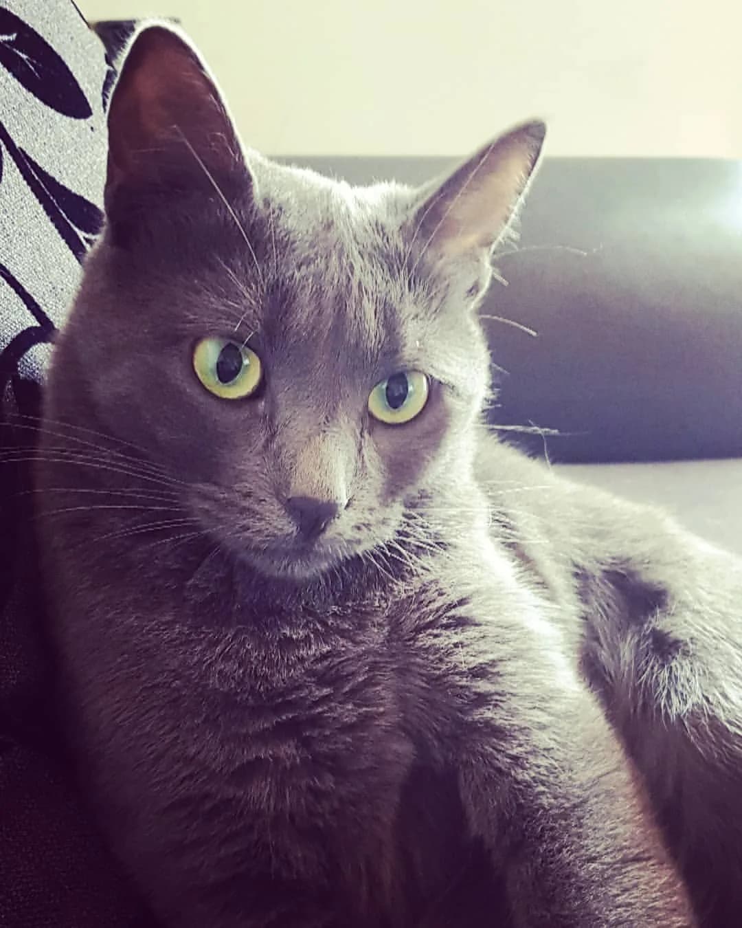 Korat