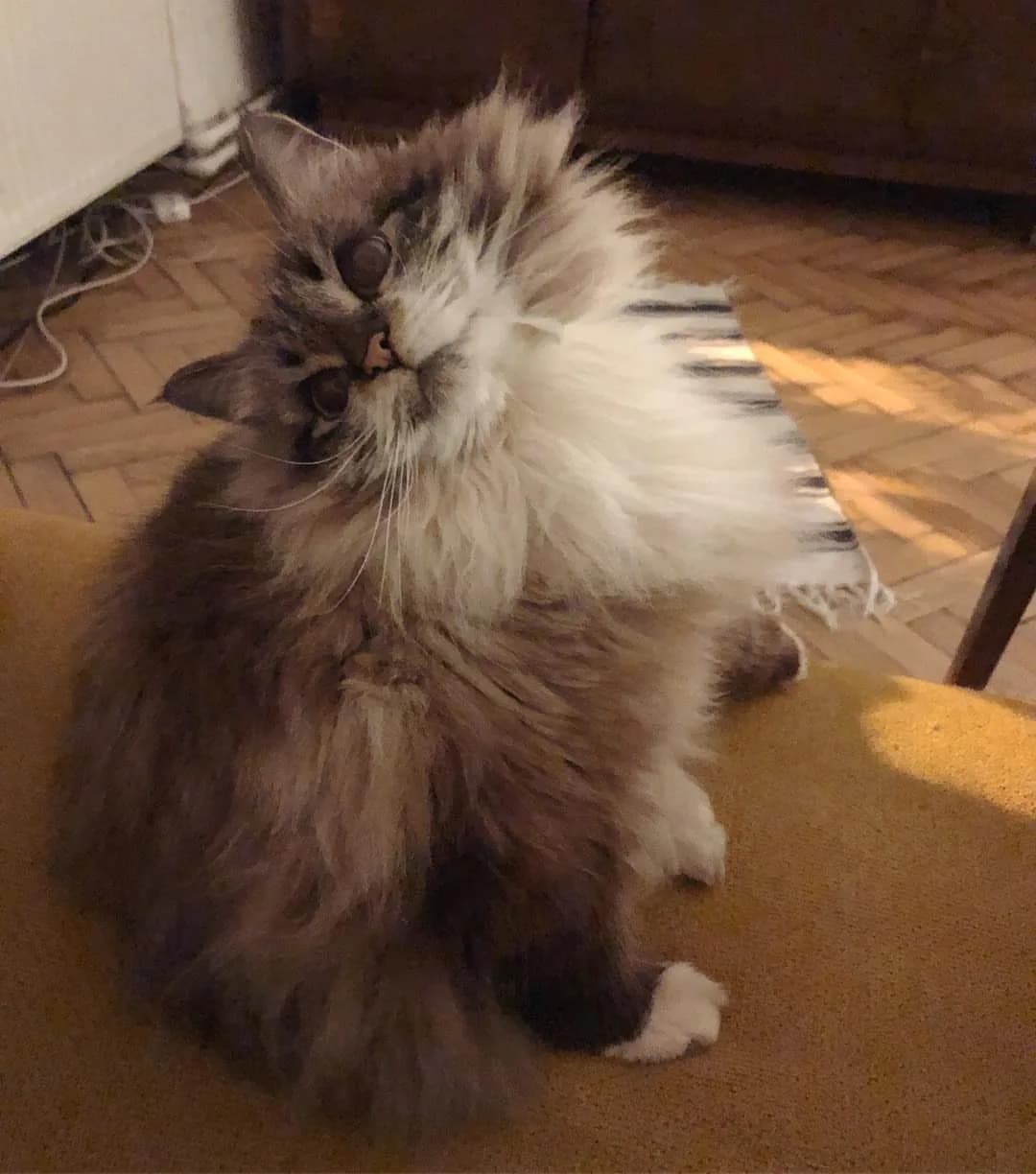Siberian