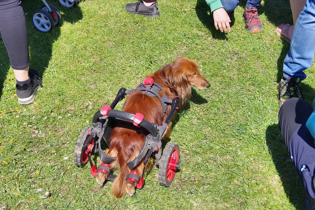 Dachshund