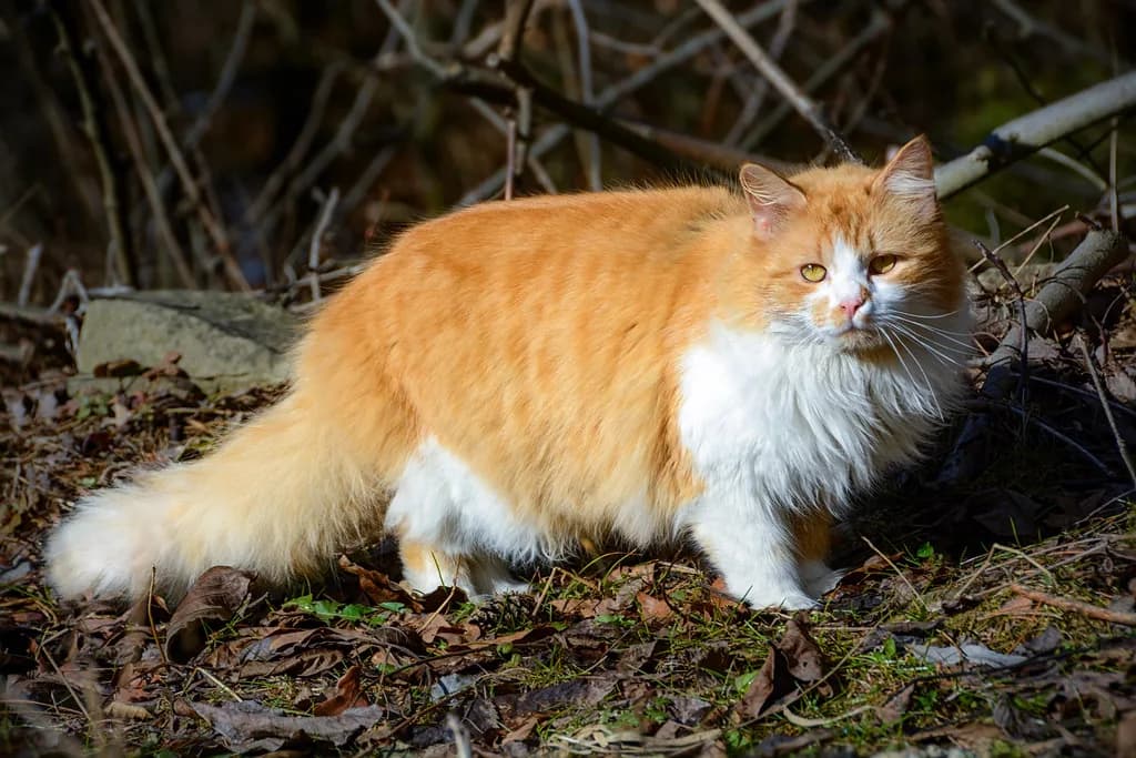 Persian