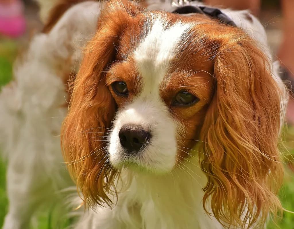 King Charles Spaniel