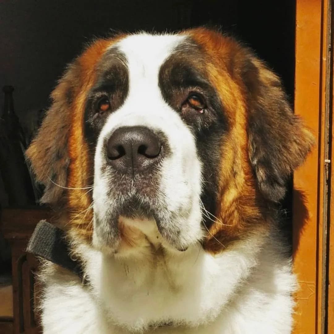 Saint Bernard
